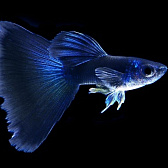 Гуппи самцы темно-синий